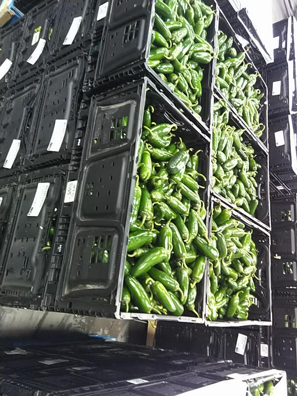 Fresh green jalapeños in produce crates staged at a cold chain facility for live load appointment
